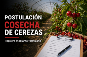 Postulación para oportunidades de trabajo en cosecha de cerezas